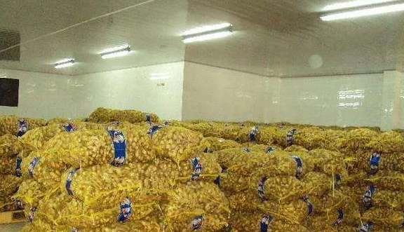 建一個生姜保鮮冷庫成本及存儲技術 建一個生姜保鮮冷庫成本及存儲技術